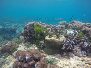 Underwater Ternate