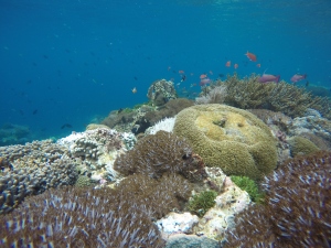 Underwater Ternate